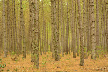 Obraz premium Forest