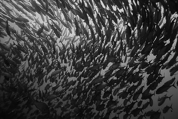 many Caranx underwater / large fish flock, underwater world, ocean ecological system