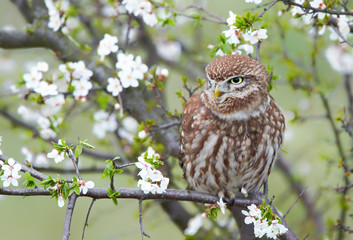 Little owl (Actene noctua)