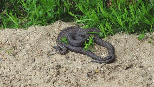 Two male Adders ( Vipera berus ) coiled up.