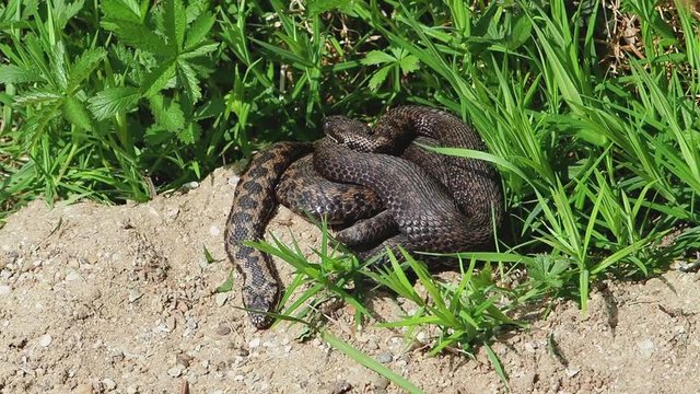 Two male Adders ( Vipera berus ) coiled up.