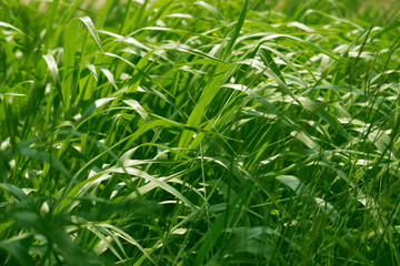 Fototapeta na wymiar Green grass in eye level view for background or graphic design.