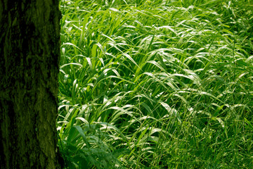 Green grass in eye level view for background or graphic design.