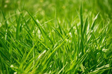Green grass in eye level view for background or graphic design.