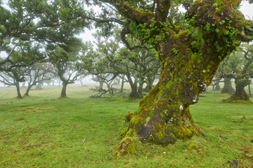 Old cedar tree in Fanal forest - Madeira island. Portugal.