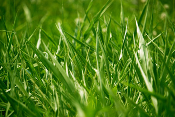 Green grass in eye level view for background or graphic design.