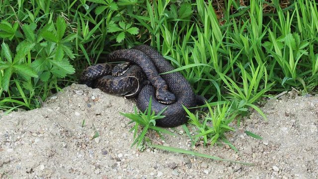 Two male Adders ( Vipera berus ) coiled up.