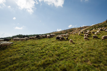 a flock of sheep in the mountains