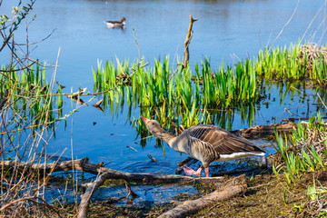 The wild greylag goose in the pond at sunset