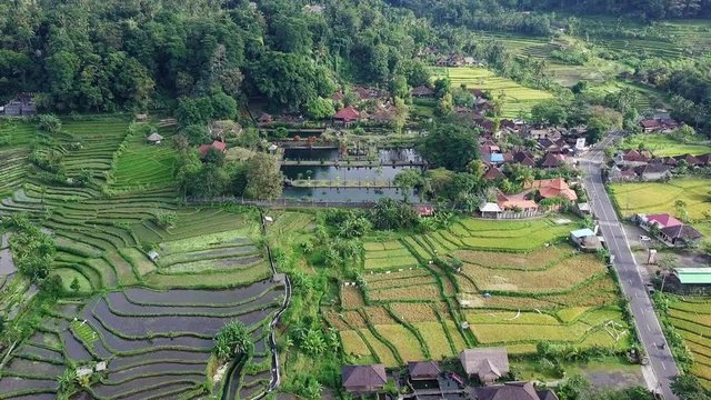 Aerial view of Tirta Ganga surrounded by rice fields and trees.
