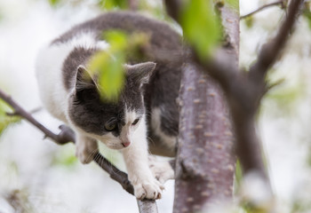 Fluffy cute cat sitting on a tree