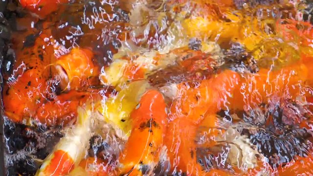 Slow motion of Koi Japanese fancy carp fish swimming and open mouth for breathing in the pond