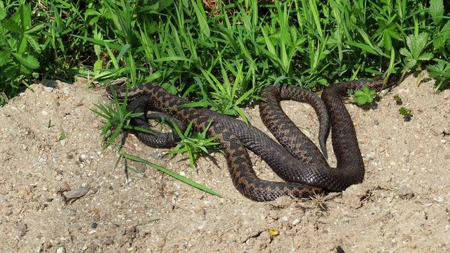 Two male Adders ( Vipera berus ) coiled up.