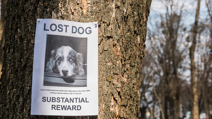 A black and white poster about a missing dog is attached to a tree in the park.