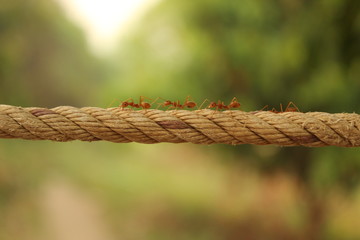 groups of red weaver ants busy in the morning, walking in line over a woven rope in a plantation farm in Northern Thailand, Southeast Asia