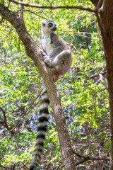 Ring-tailed lemur, Lemur catta, in its natural environment in Madagascar
