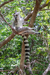 Ring-tailed lemur, Lemur catta, in its natural environment in Madagascar