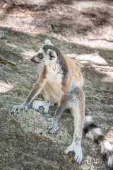 Ring-tailed lemur, Lemur catta, in its natural environment in Madagascar
