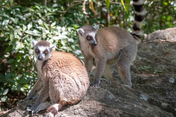 Ring-tailed lemur, Lemur catta, in its natural environment in Madagascar