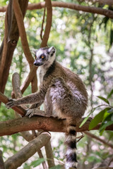 Ring-tailed lemur, Lemur catta, in its natural environment in Madagascar