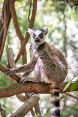 Ring-tailed lemur, Lemur catta, in its natural environment in Madagascar