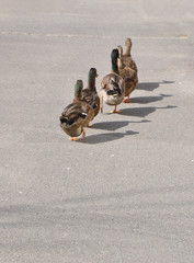 canards qui marchent à la queue leu leu sur le bitume - On voit leur ombres bien distinctement -...