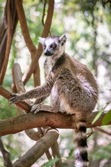 Ring-tailed lemur, Lemur catta, in its natural environment in Madagascar