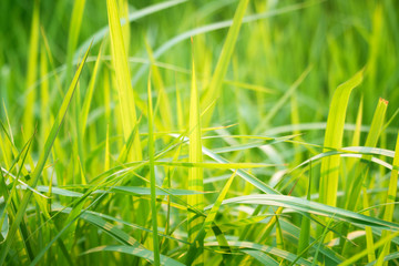 Green grass in eye level view for background or graphic design.