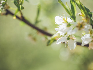 Branches of blossoming cherries closeup on a gentle light green background.