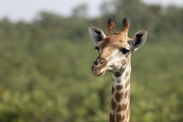 Giraffe / Giraffe / Giraffa Camelopardalis