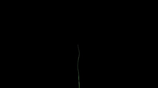 Dog Rose timelapse growth, Alpha Channel