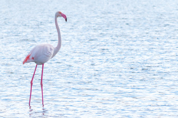 pink flamingo in the pond