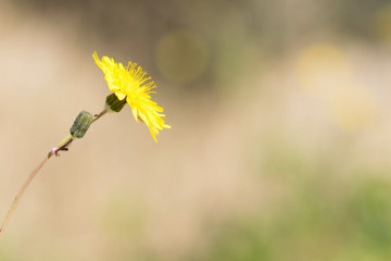 yellow flowers in spring