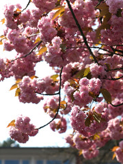Closeup on cherry blossoms