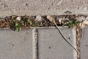 Mala hierba en la cera de una calle