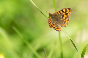 butterfly on flower
