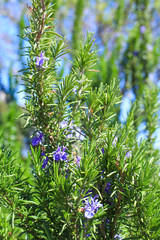 ローズマリーとその紫の花