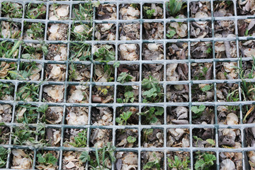 Mala hierba y restos de hojas en la rejilla de un camino