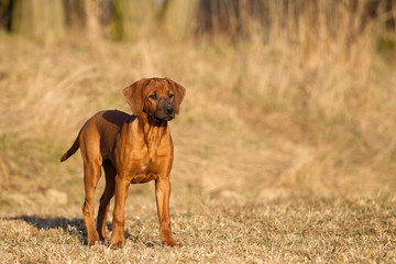 Hund Hunderasseporträt Rhodesian Ridgeback Junghund