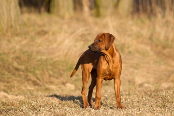 Rhodesian Ridgeback Junghund