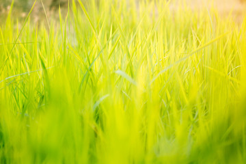 Green grass in eye level view for background or graphic design.