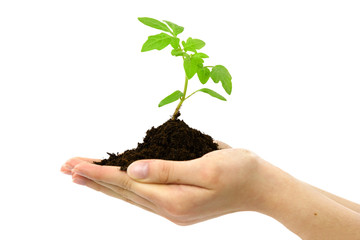 Organic food concept - female hands holding small plant of tomato growing with soil on white background.