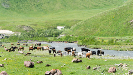 Kazbegi, Georgia - Jul 01 2018: Truso valley near Caucasus mountain. a famous landscape in Kazbegi, Mtskheta-Mtianeti, Georgia.