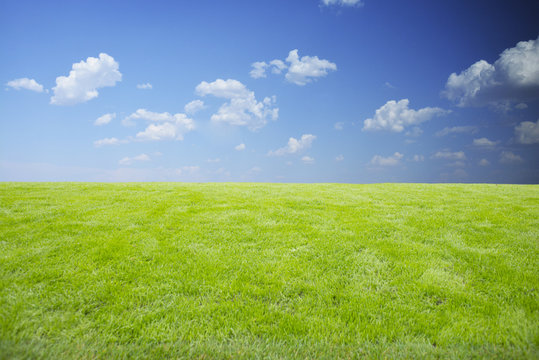 Natural background or wallpaper with fresh green grass and clear blue sky in a summer day