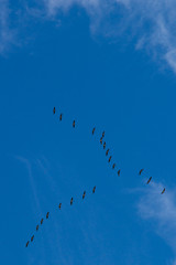 flight of cranes