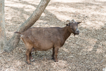 Horned goat close-up behind the fence of the farm.