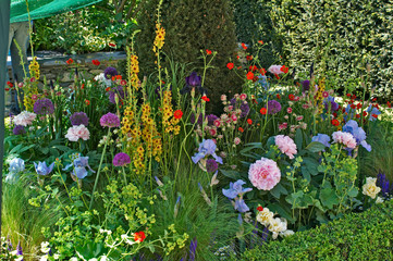 Close up of a mixed flower border with Verbascum, Iris's and Peonies