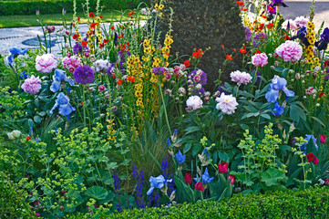 Close up of a mixed flower border with Verbascum, Iris's and Peonies