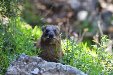 Daman or Rock Hyrax