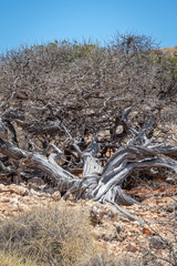 Old twisted tree with spikes at the Yardie Creek at Cape Range National Park Australia
